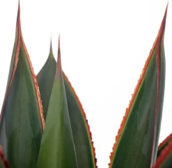 Intratuin Agave (Agave 'Shaka Zulu') D 15 H 30 cm| Für Sonne|Grünpflanzen