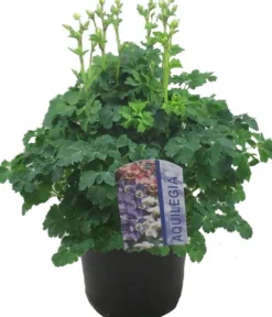 Intratuin Akelei (Aquilegia vulgaris 'Winky Blue White') D 19 H 45 cm| Blühende Pflanzen|Mehrjährige Pflanzen