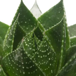 Intratuin Aloe (Aloë aristata 'Cosmo') D 10,5 H 17 cm| Kleine Zimmerpflanzen|Für Sonne