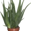 Intratuin Aloe (Aloe vera) D 19 cm H 60 cm| Für Sonne|Kakteen & Sukkulenten