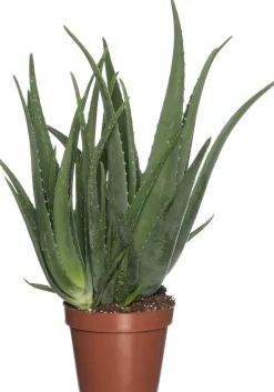 Intratuin Aloe (Aloe vera) D 19 cm H 60 cm| Für Sonne|Kakteen & Sukkulenten