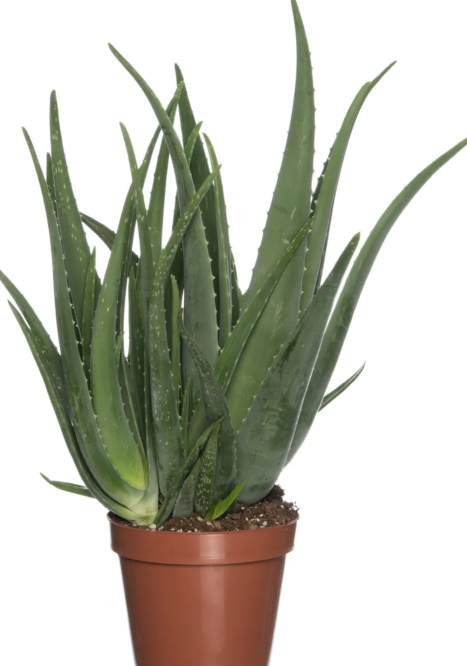 Intratuin Aloe (Aloe vera) D 19 cm H 60 cm| Für Sonne|Kakteen & Sukkulenten