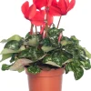 Intratuin Alpenveilchen (Cyclamen), großblütig, rot D 13 cm| Blühende Zimmerpflanzen|Alpenveilchen
