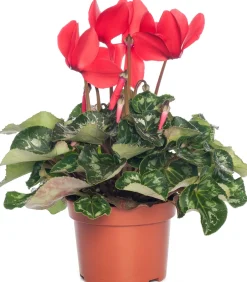 Intratuin Alpenveilchen (Cyclamen), großblütig, rot D 13 cm| Blühende Zimmerpflanzen|Alpenveilchen