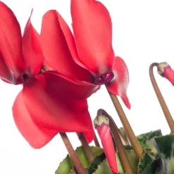 Intratuin Alpenveilchen (Cyclamen), großblütig, rot D 13 cm| Blühende Zimmerpflanzen|Alpenveilchen