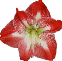 Intratuin Amaryllis (Hippeastrum 'Exotic Striped') D 14 H 25 cm| Blühende Zimmerpflanzen|Kleine Zimmerpflanzen