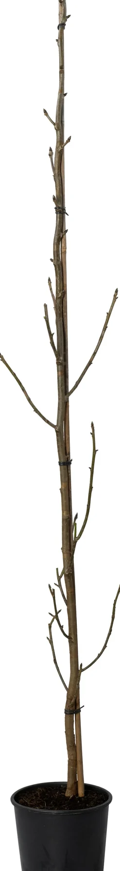 Intratuin Amerikanischer Amberbaum (Liquidambar 'Slender Silhouet') D 29 H 220 cm| Winterharte Pflanzen