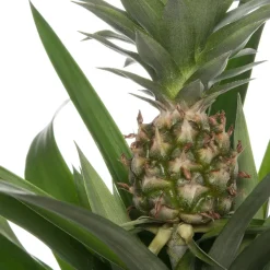 Intratuin Ananaspflanze (Bromelia ananas 'Sol') D 12 H 45 cm| Blühende Zimmerpflanzen|Bromelien