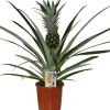 Intratuin Ananasplant (Bromelia ananas 'Champaca') D 14 H 60 cm| Blühende Zimmerpflanzen|Ananaspflanzen