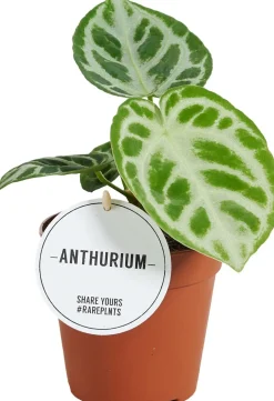 Intratuin (Anthurium crystallinum 'Silver Blush') D 12 H 30 cm| Grünpflanzen