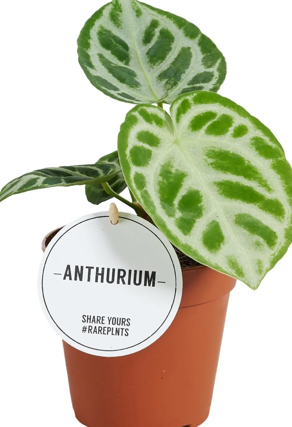 Intratuin (Anthurium crystallinum 'Silver Blush') D 12 H 30 cm| Grünpflanzen