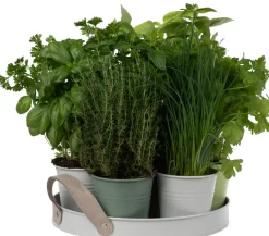 Intratuin Anzucht-Set Küchenkräuter inkl. Tablett und Töpfchen| Gemüsesamen|Saatgut