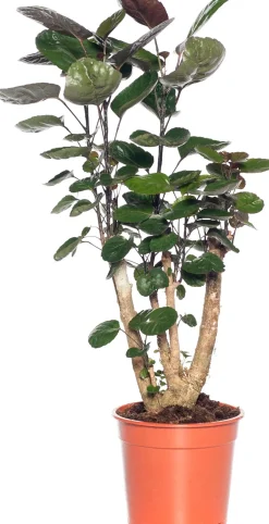 Intratuin Aralie (Polyscias 'Fabian') D 19 H 65 cm| Grünpflanzen|Polyscias