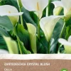 Intratuin Aronstab (Zantedeschia 'Black Forest') Blumenzwiebeln 2 St.| Sommer-Blüher|Blumenzwiebeln