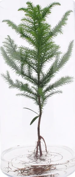 Intratuin Arrangement Zimmertanne im Glas D 19 H 40 cm| Pflanzenarrangements