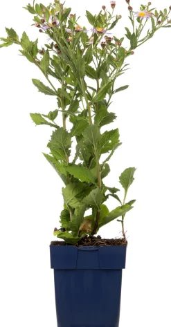 Intratuin Aster (Aster ageratoides 'Asran') D 11 H 10 cm| Blühende Pflanzen|Winterharte Pflanzen
