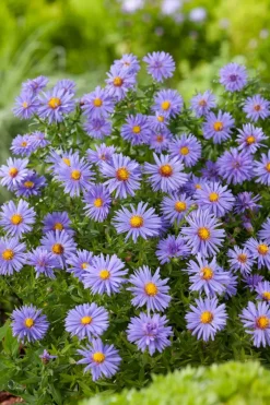 Intratuin Aster ('Prof. Anton Kippenberg')| Blühende Pflanzen|Winterharte Pflanzen