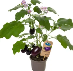 Intratuin Aubergine (Solanum melongena) D 14 H 55 cm| Obst, Gemüse & Kräuter|Gemüsepflanzen