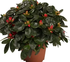 Intratuin Azalee (Rhododendron simsii) D 14 cm H 45 cm| Blühende Zimmerpflanzen|Azaleen