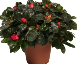 Intratuin Azalee (Rhododendron simsii) D 14 cm H 45 cm| Blühende Zimmerpflanzen|Azaleen