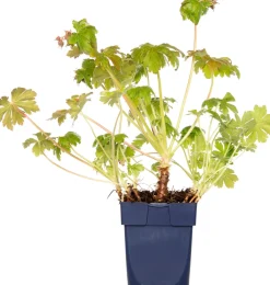 Intratuin Balkan-Storchschnabel (Geranium macrorrhizum 'Czakor') D 11 cm| Blühende Pflanzen|Immergrüne Pflanzen