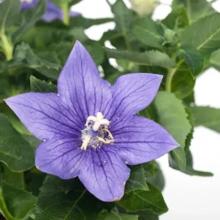Intratuin Ballonblume (Platycodon grandiflorus) D 12 H 25 cm| Blühende Pflanzen|Winterharte Pflanzen