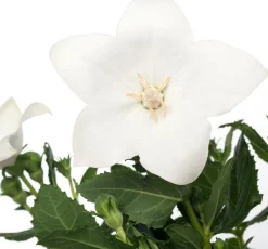 Intratuin Ballonblume (Platycodon grandiflorus) D 12 H 25 cm| Blühende Pflanzen|Winterharte Pflanzen