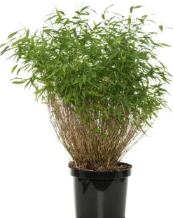 Intratuin Bambus (Fargesia murieliae 'Winter Black') D 35 H 80 cm| Immergrüne Pflanzen|Winterharte Pflanzen