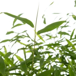 Intratuin Bambus (Fargesia murieliae 'Winter Black') D 35 H 80 cm| Immergrüne Pflanzen|Winterharte Pflanzen