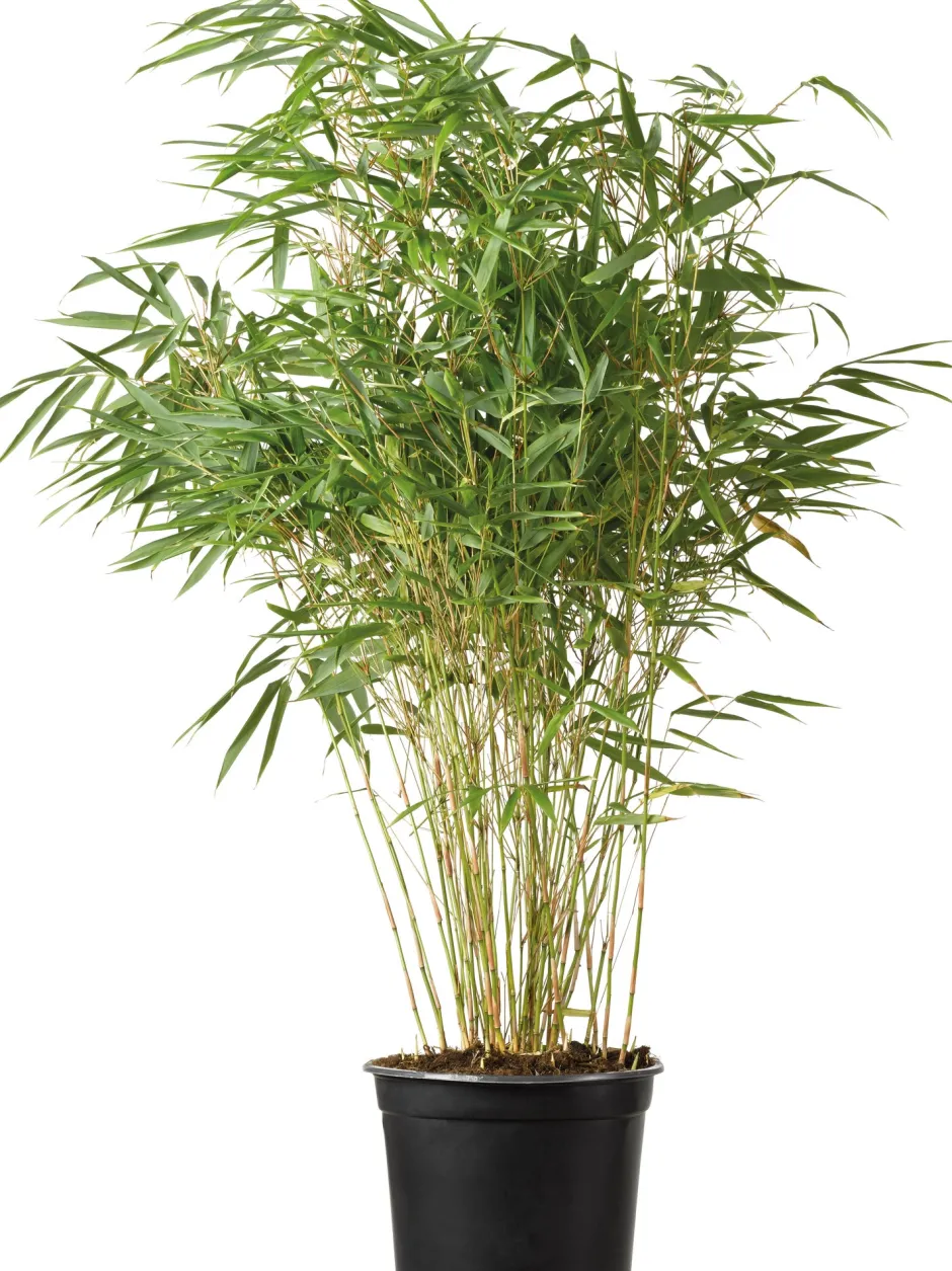 Intratuin Bambus (Fargesia murieliae 'Simba') D 23 H 80 cm| Immergrüne Pflanzen|Winterharte Pflanzen