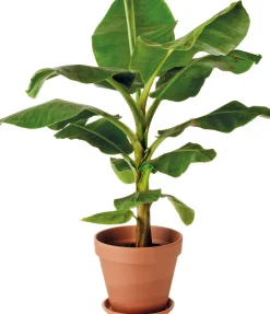 Intratuin Bananenpflanze (Musa) D 28 H 80 cm| Grünpflanzen|Bananenpflanzen