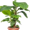 Intratuin Bananenpflanze (Musa 'Dwarf Cavendish') D 35 H 130 cm| Große Pflanzen|Grünpflanzen