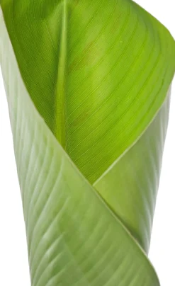 Intratuin Bananenpflanze (Musa 'Dwarf Cavendish') D 35 H 130 cm| Große Pflanzen|Grünpflanzen