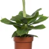 Intratuin Bananenpflanze (Musa 'Tropicana) D 17 cm H 60 cm| Grünpflanzen|Bananenpflanzen