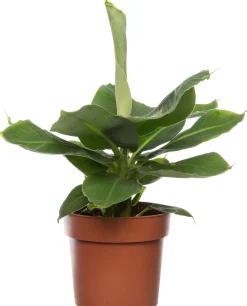 Intratuin Bananenpflanze (Musa 'Tropicana) D 17 cm H 60 cm| Grünpflanzen|Bananenpflanzen