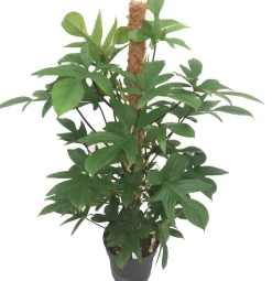 Intratuin Baumfreund (Philodendron pedatum) D 21 H 100 cm| Große Pflanzen|Grünpflanzen