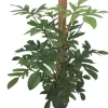 Intratuin Baumfreund (Philodendron pedatum) D 24 H 120 cm| Große Pflanzen|Grünpflanzen