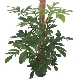 Intratuin Baumfreund (Philodendron pedatum) D 24 H 120 cm| Große Pflanzen|Grünpflanzen