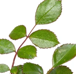 Intratuin Beetrose (Rosa 'Bonica 82')| Immergrüne Pflanzen|Rosen