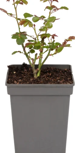 Intratuin Beetrose (Rosa 'Nina Weibull')| Immergrüne Pflanzen|Rosen