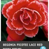 Intratuin Begonia (Begonia 'Picotee Lace Red') Blumenzwiebeln 3 St.| Sommer-Blüher|Blumenzwiebeln