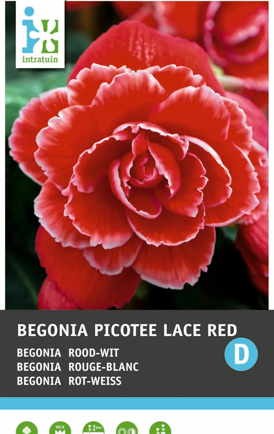 Intratuin Begonia (Begonia 'Picotee Lace Red') Blumenzwiebeln 3 St.| Sommer-Blüher|Blumenzwiebeln