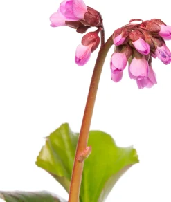 Intratuin Bergenie (Bergenia cordifolia)| Blühende Pflanzen|Immergrüne Pflanzen