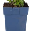Intratuin Bergminze (Calamintha nepeta 'Nepeta')| Blühende Pflanzen|Mehrjährige Pflanzen