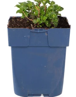 Intratuin Bergminze (Calamintha nepeta 'Nepeta')| Blühende Pflanzen|Mehrjährige Pflanzen
