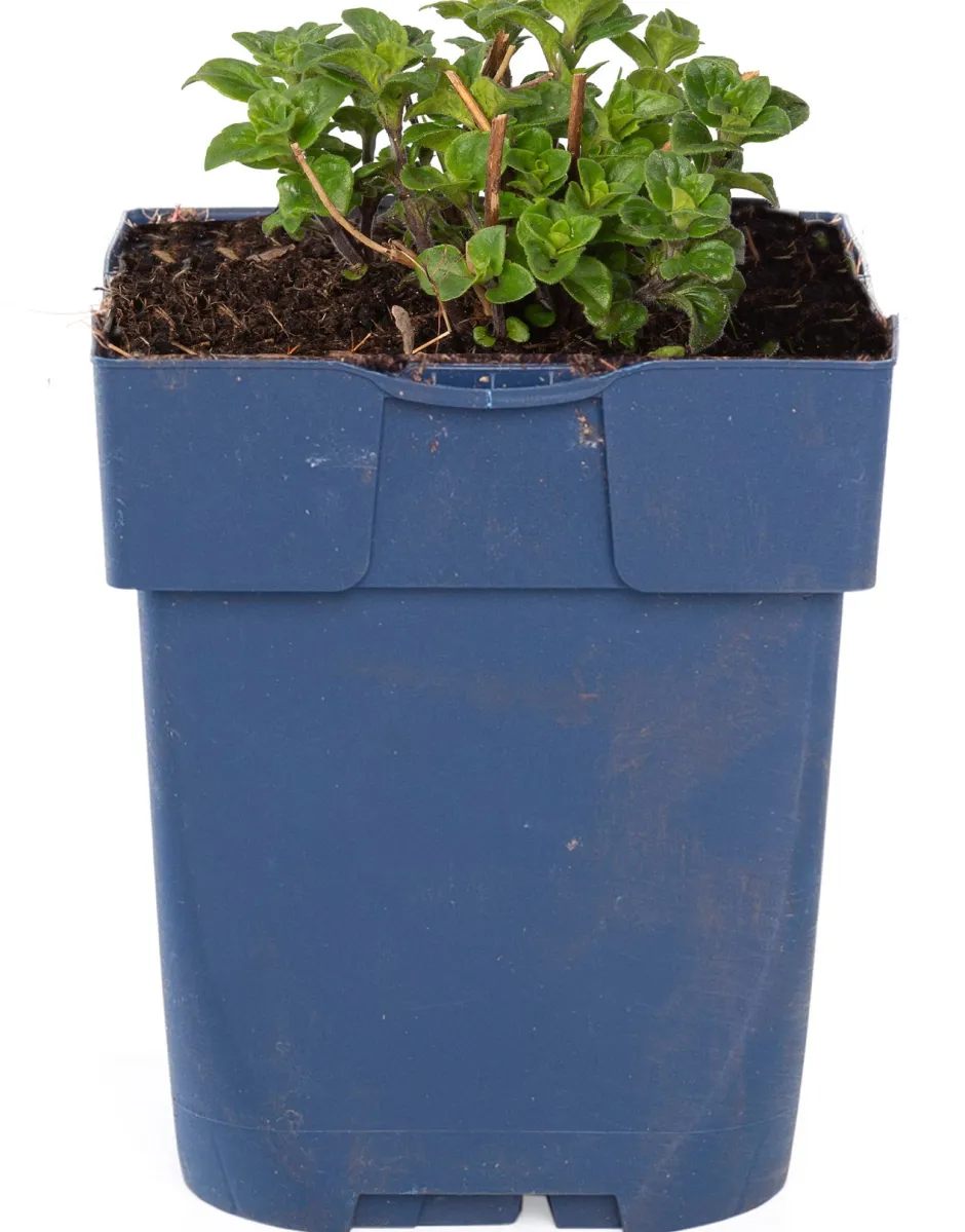 Intratuin Bergminze (Calamintha nepeta 'Nepeta')| Blühende Pflanzen|Mehrjährige Pflanzen