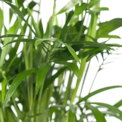 Intratuin Bergpalme (Chamaedorea elegans) D 12 cm H 40 cm| Grünpflanzen|Zimmerpalmen