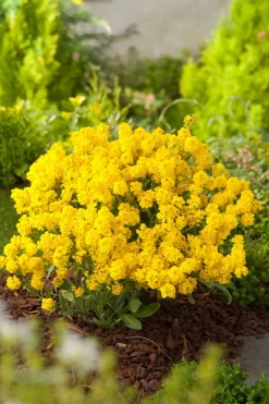 Intratuin Berg-Steinkraut (Alyssum montanum) D 11 H 5 cm| Blühende Pflanzen|Mehrjährige Pflanzen