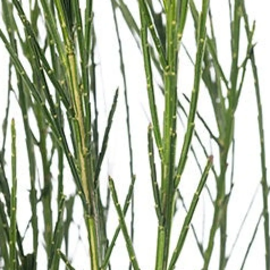 Intratuin Besenginster (Cytisus scoparius 'Andreanus Splendens') D 21 H 40 cm| Blühende Pflanzen