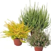 Intratuin Besenheide (Calluna vulgaris 'Garden Girls')| Blühende Pflanzen|Immergrüne Pflanzen